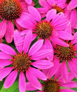 1000 Bright Star Coneflower Seeds - Echinacea Purpurea Lavender Pink Flower Seeds for Garden - Image 4