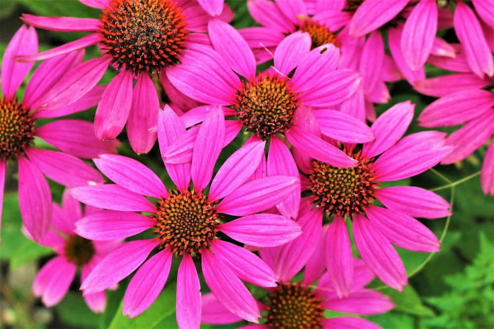 1000 Bright Star Coneflower Seeds - Echinacea Purpurea Lavender Pink Flower Seeds for Garden - Image 4