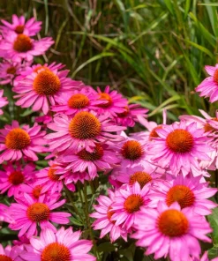 1000 Bright Star Coneflower Seeds - Echinacea Purpurea Lavender Pink Flower Seeds for Garden - Image 5