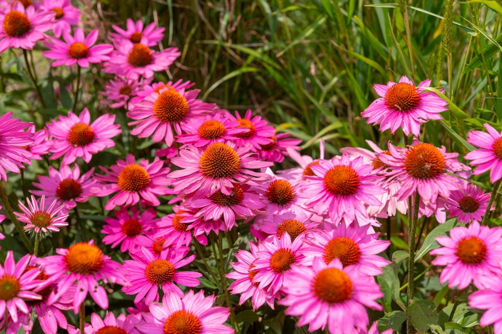 1000 Bright Star Coneflower Seeds - Echinacea Purpurea Lavender Pink Flower Seeds for Garden - Image 5