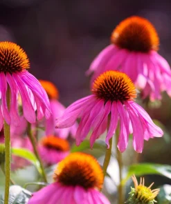 1000 Bright Star Coneflower Seeds - Echinacea Purpurea Lavender Pink Flower Seeds for Garden - Image 6