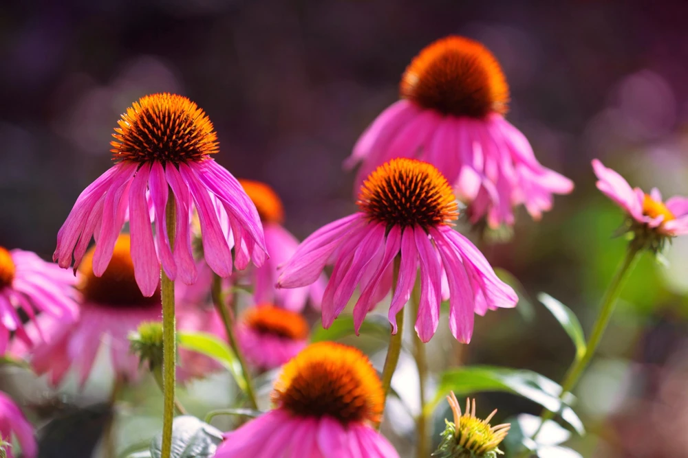 1000 Bright Star Coneflower Seeds - Echinacea Purpurea Lavender Pink Flower Seeds for Garden - Image 6