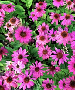 1000 Bright Star Coneflower Seeds - Echinacea Purpurea Lavender Pink Flower Seeds for Garden - Image 7