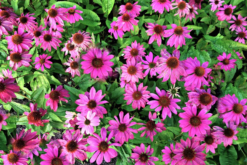 1000 Bright Star Coneflower Seeds - Echinacea Purpurea Lavender Pink Flower Seeds for Garden - Image 7