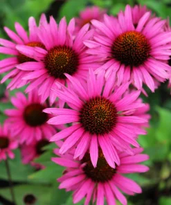 1000 Bright Star Coneflower Seeds - Echinacea Purpurea Lavender Pink Flower Seeds for Garden - Image 8