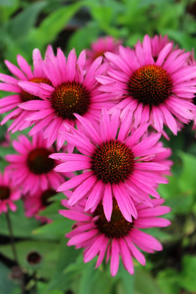 1000 Bright Star Coneflower Seeds - Echinacea Purpurea Lavender Pink Flower Seeds for Garden - Image 8