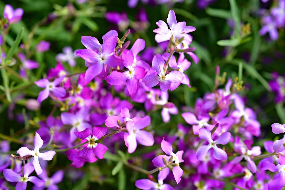 1000 Evening Scented Stock Flower Seeds - Matthiola Bicornis, Fragrant Blooms - Image 2