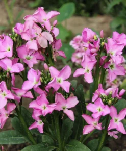 1000 Evening Scented Stock Flower Seeds - Matthiola Bicornis, Fragrant Blooms - Image 3