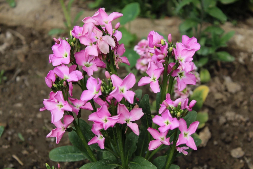 1000 Evening Scented Stock Flower Seeds - Matthiola Bicornis, Fragrant Blooms - Image 3