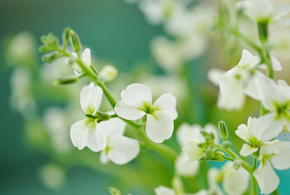 1000 Evening Scented Stock Flower Seeds - Matthiola Bicornis, Fragrant Blooms - Image 4