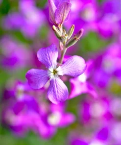 1000 Evening Scented Stock Flower Seeds - Matthiola Bicornis, Fragrant Blooms - Image 5