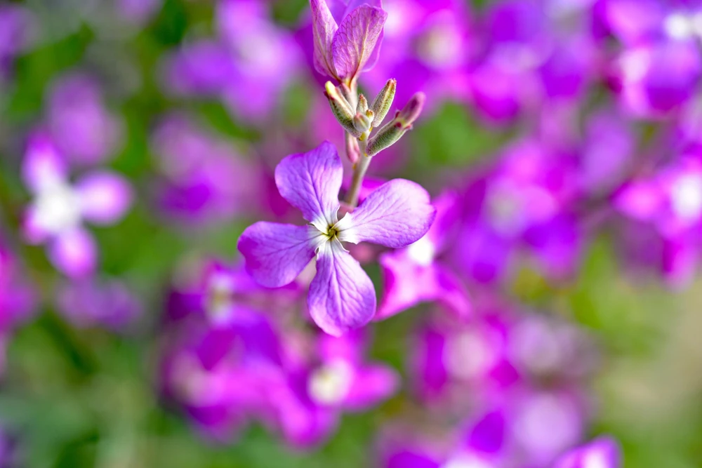 1000 Evening Scented Stock Flower Seeds - Matthiola Bicornis, Fragrant Blooms - Image 5