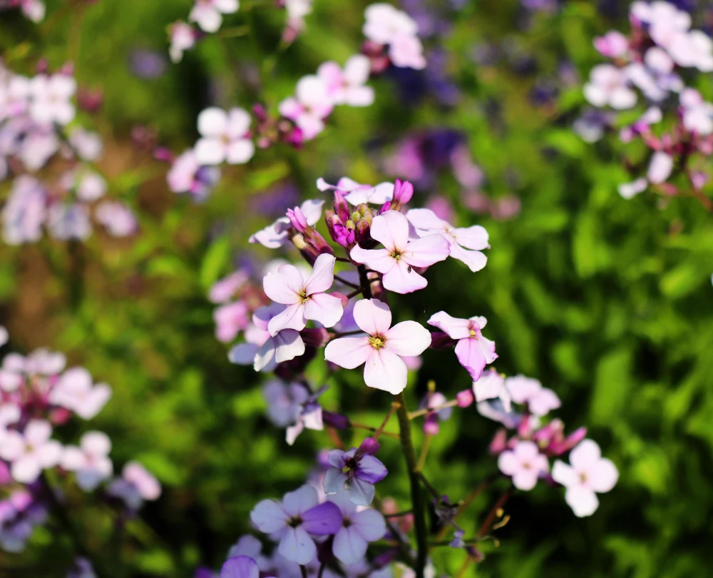 1000 Evening Scented Stock Flower Seeds - Matthiola Bicornis, Fragrant Blooms - Image 6
