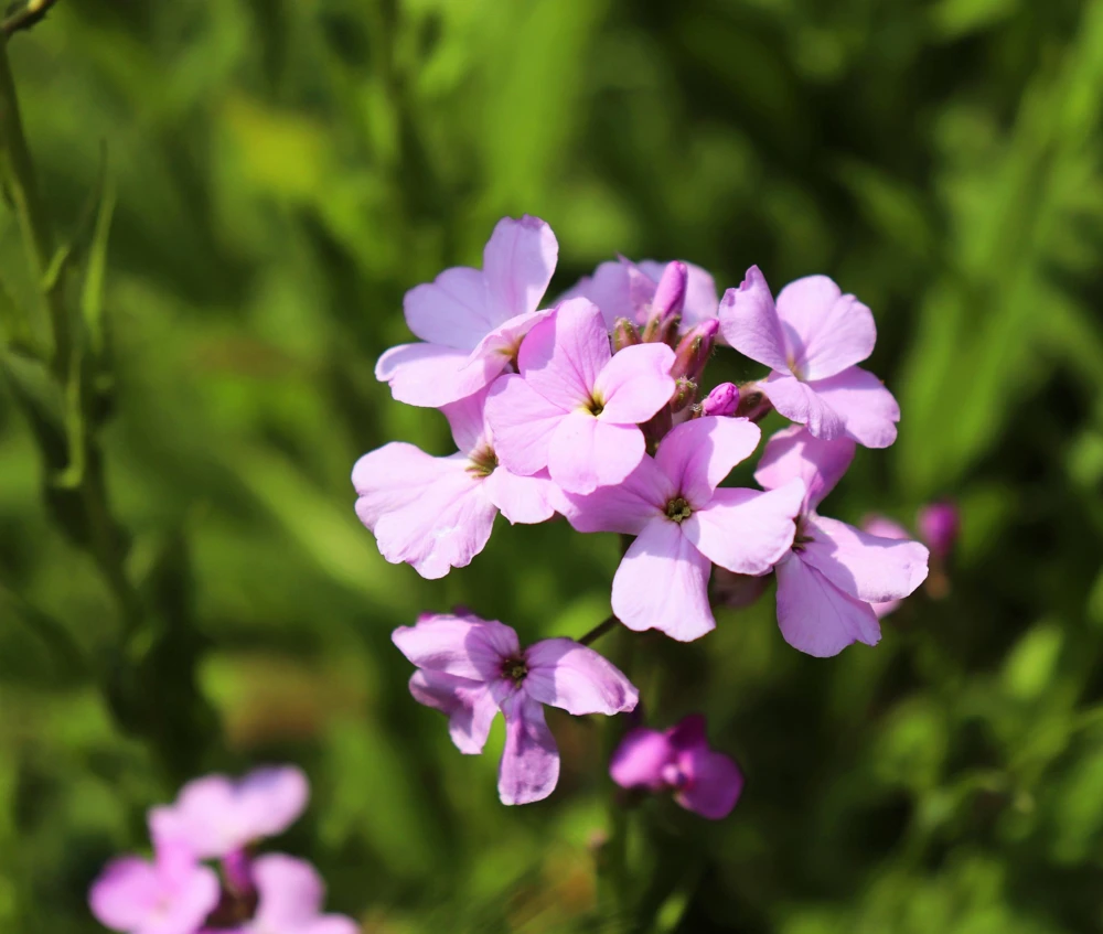 1000 Evening Scented Stock Flower Seeds - Matthiola Bicornis, Fragrant Blooms - Image 7