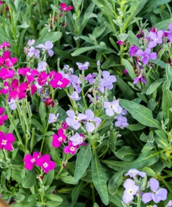 1000 Evening Scented Stock Flower Seeds - Matthiola Bicornis, Fragrant Blooms - Image 1