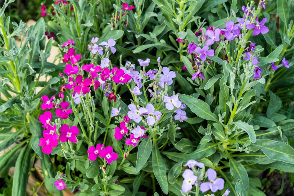 1000 Evening Scented Stock Flower Seeds - Matthiola Bicornis, Fragrant Blooms - Image 1