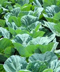 1000 Georgia Collard Seeds - Southern Collard Greens Vegetable Seeds - Image 4