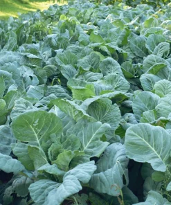 1000 Georgia Collard Seeds - Southern Collard Greens Vegetable Seeds - Image 5