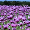 1000 Lavender Poppy Seeds - Purple Papaver Somniferum Flower Seeds - Image 1