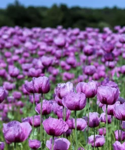 1000 Lavender Poppy Seeds - Purple Papaver Somniferum Flower Seeds - Image 1