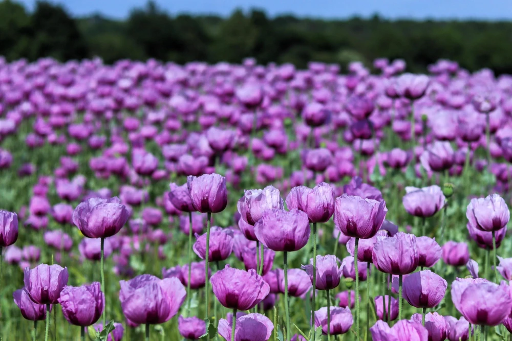 1000 Lavender Poppy Seeds - Purple Papaver Somniferum Flower Seeds - Image 1