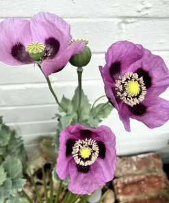 1000 Lavender Poppy Seeds - Purple Papaver Somniferum Flower Seeds - Image 2