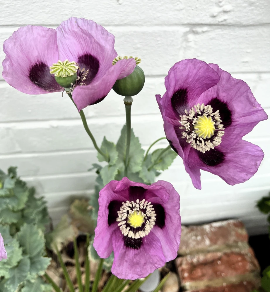 1000 Lavender Poppy Seeds - Purple Papaver Somniferum Flower Seeds - Image 2