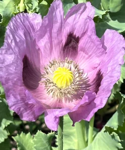 1000 Lavender Poppy Seeds - Purple Papaver Somniferum Flower Seeds - Image 3