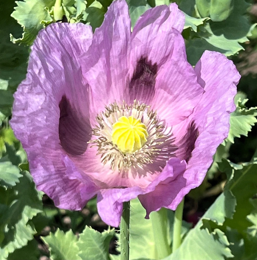 1000 Lavender Poppy Seeds - Purple Papaver Somniferum Flower Seeds - Image 3