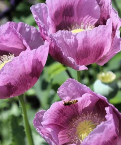 1000 Lavender Poppy Seeds - Purple Papaver Somniferum Flower Seeds - Image 4