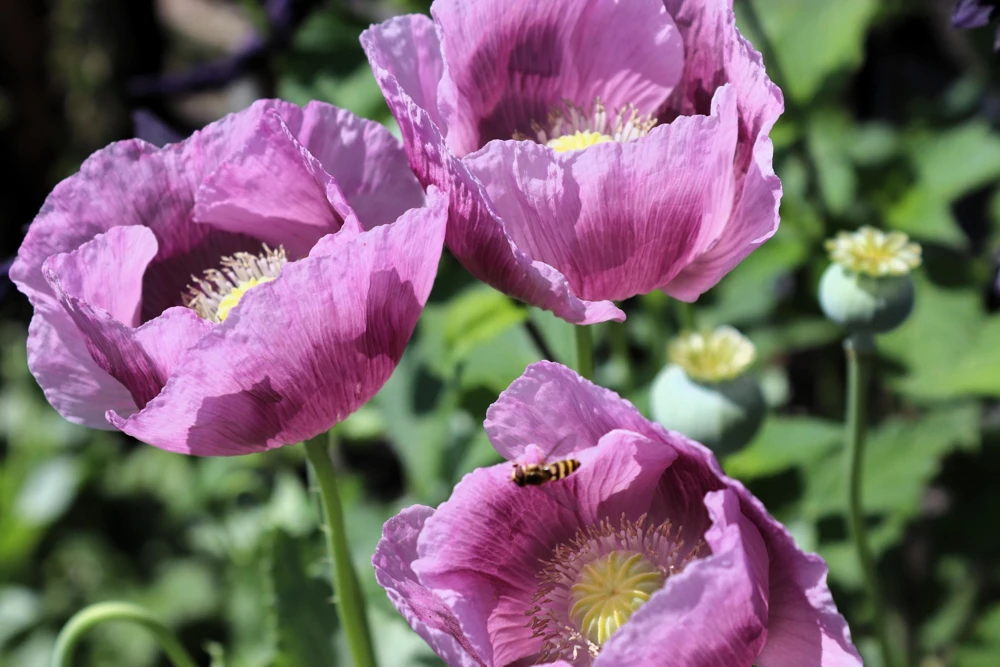 1000 Lavender Poppy Seeds - Purple Papaver Somniferum Flower Seeds - Image 4