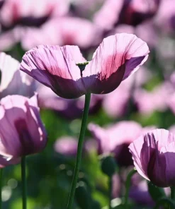 1000 Lavender Poppy Seeds - Purple Papaver Somniferum Flower Seeds - Image 5