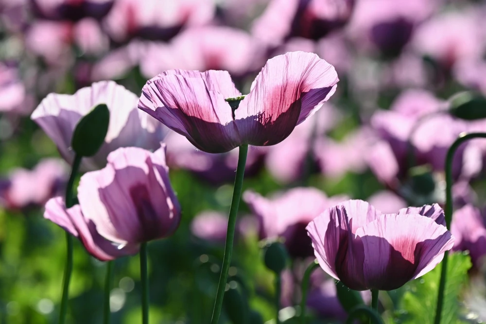 1000 Lavender Poppy Seeds - Purple Papaver Somniferum Flower Seeds - Image 5