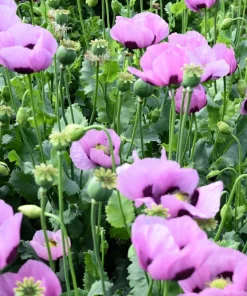1000 Lavender Poppy Seeds - Purple Papaver Somniferum Flower Seeds - Image 6