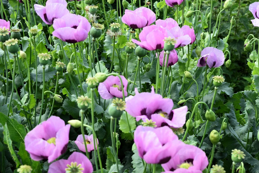 1000 Lavender Poppy Seeds - Purple Papaver Somniferum Flower Seeds - Image 6