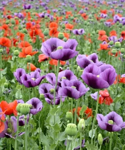 1000 Lavender Poppy Seeds - Purple Papaver Somniferum Flower Seeds - Image 7