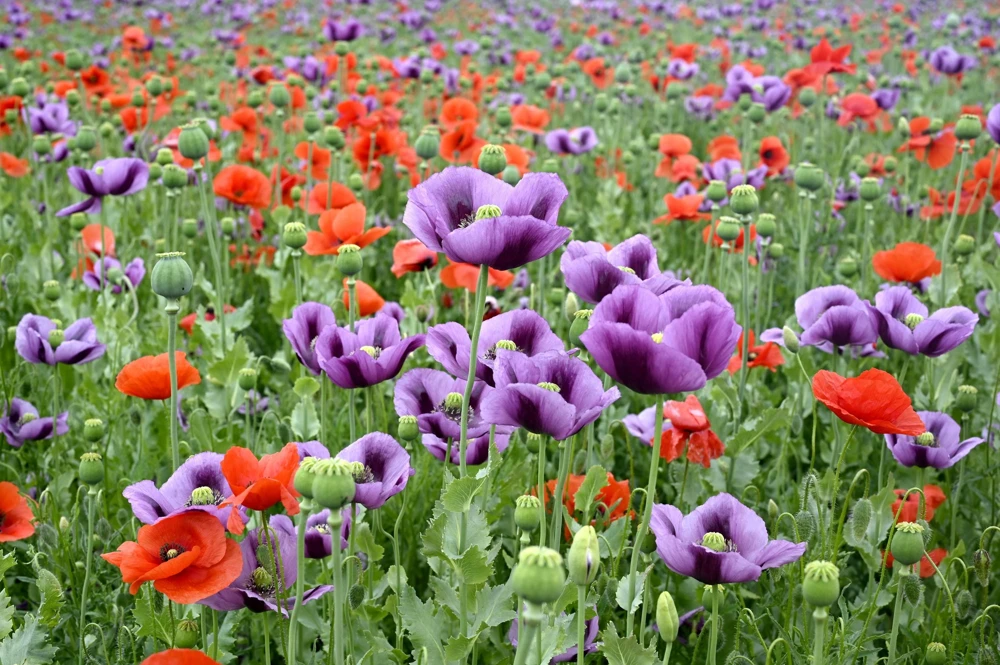 1000 Lavender Poppy Seeds - Purple Papaver Somniferum Flower Seeds - Image 7