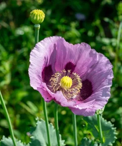 1000 Lavender Poppy Seeds - Purple Papaver Somniferum Flower Seeds - Image 8
