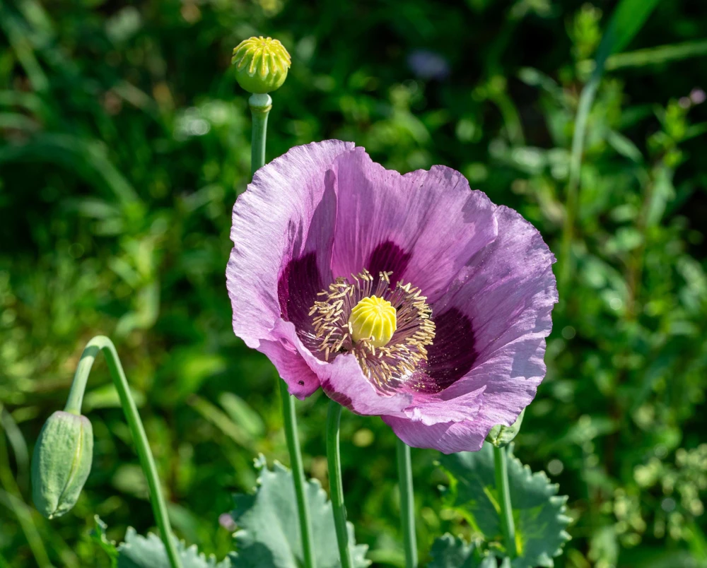 1000 Lavender Poppy Seeds - Purple Papaver Somniferum Flower Seeds - Image 8