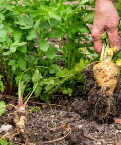1000 Parsnip Improved Hollow Crown Seeds - White Root Vegetable - Image 2