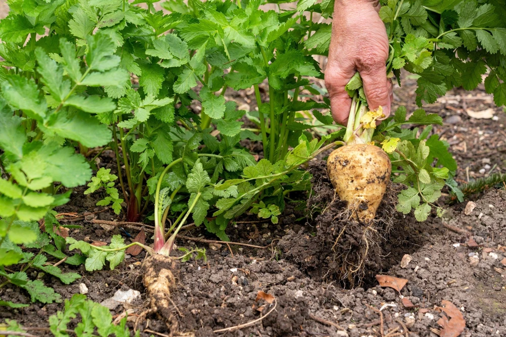 1000 Parsnip Improved Hollow Crown Seeds - White Root Vegetable - Image 2