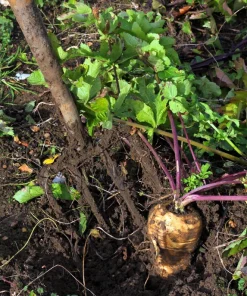 1000 Parsnip Improved Hollow Crown Seeds - White Root Vegetable - Image 3