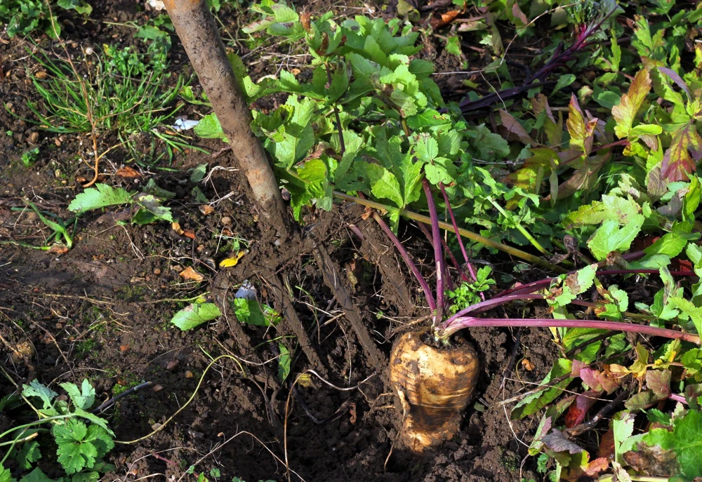 1000 Parsnip Improved Hollow Crown Seeds - White Root Vegetable - Image 3