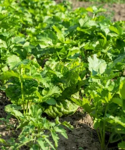 1000 Parsnip Improved Hollow Crown Seeds - White Root Vegetable - Image 4