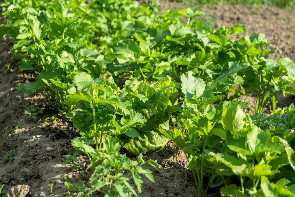 1000 Parsnip Improved Hollow Crown Seeds - White Root Vegetable - Image 4