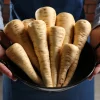 1000 Parsnip Improved Hollow Crown Seeds - White Root Vegetable - Image 1