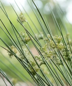 1000 Soft Rush (Juncus Effusus) Ornamental Grass Seeds - Hardy Zones 4-10 - Image 10