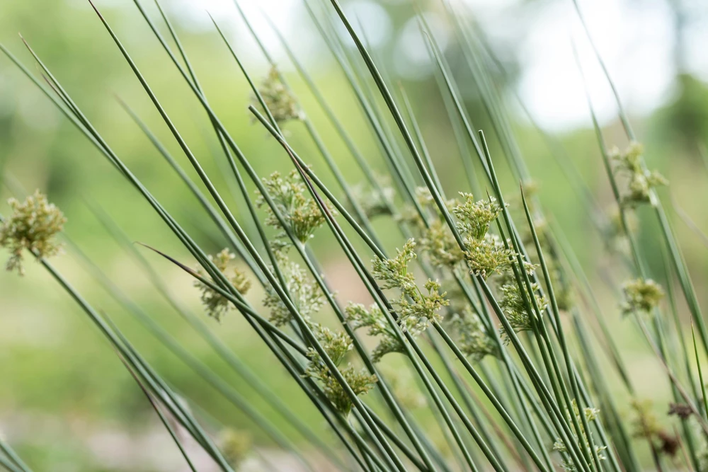 1000 Soft Rush (Juncus Effusus) Ornamental Grass Seeds - Hardy Zones 4-10 - Image 10