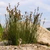 1000 Soft Rush (Juncus Effusus) Ornamental Grass Seeds - Hardy Zones 4-10 - Image 1