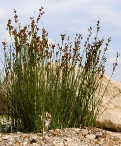 1000 Soft Rush (Juncus Effusus) Ornamental Grass Seeds - Hardy Zones 4-10 - Image 1